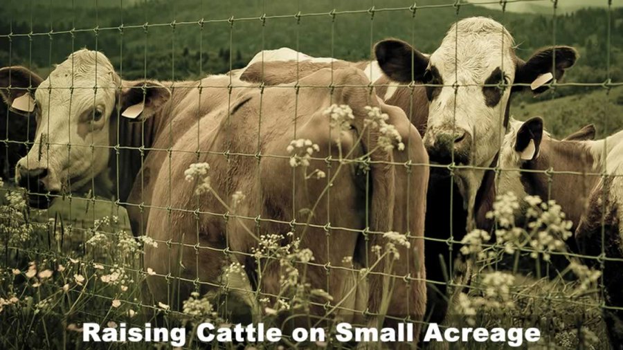 raising cattle on small acreage