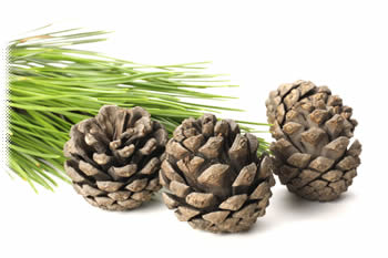 pine cones