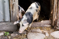 Heritage pigs as homesteading livestock.