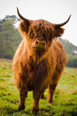 Highland Cattle as homesteading livestock.