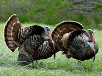Heritage turkeys as livestock