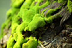 Survival Myths Moss on Tree