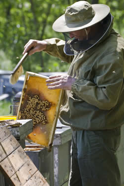 Beekeeping for Homesteaders and Preppers