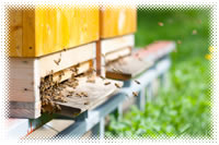 Beekeeping for Homesteaders and Preppers