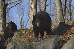 Black bears near survival shelter