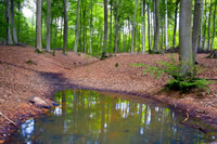 Water puddle in woods