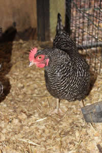 winterize your chicken coop