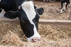 Raising cattle on small acreage.