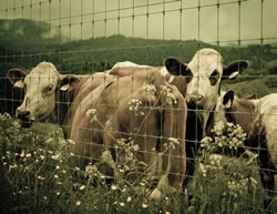 Raising cattle on small acreage