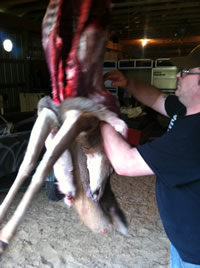 Skinning Deer Legs and Hindquarters