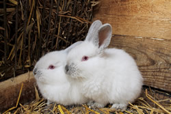 Raising meat rabbits beginner's guide