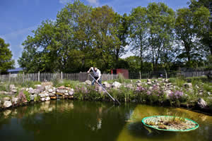 Raising fish in farm pond.