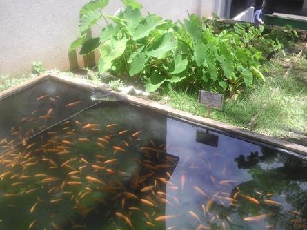 Raising fish in backyard pond.