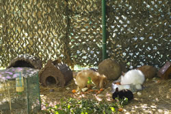 Housing meat rabbits