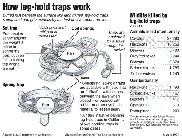 foot traps parts  Traps, Survival skills, Tactical training