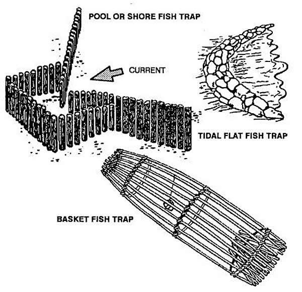 Setline Fish Traps that could Save Your Life #survival #bushcraft