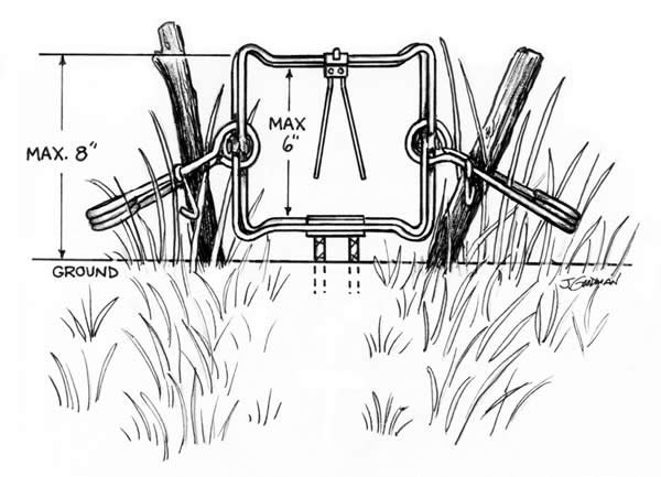 Woodland Wisdom: Survival Trapping