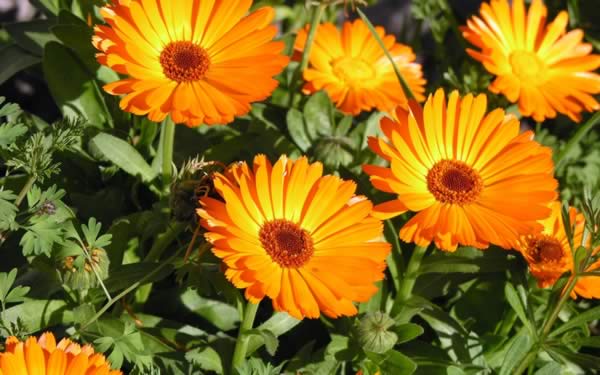 Medicinal Herbs to Grow - Calendula