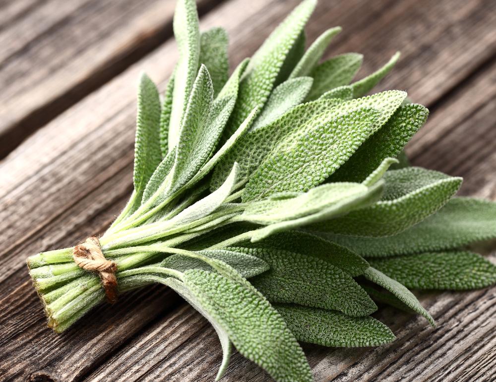 The 8 Best Medicinal Herbs You Should Grow in a Survival Garden