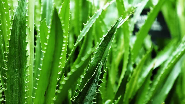 Medicinal Herbs - aloe