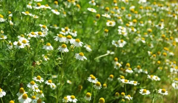 Medicinal Herbs to Grow - German Chamomile