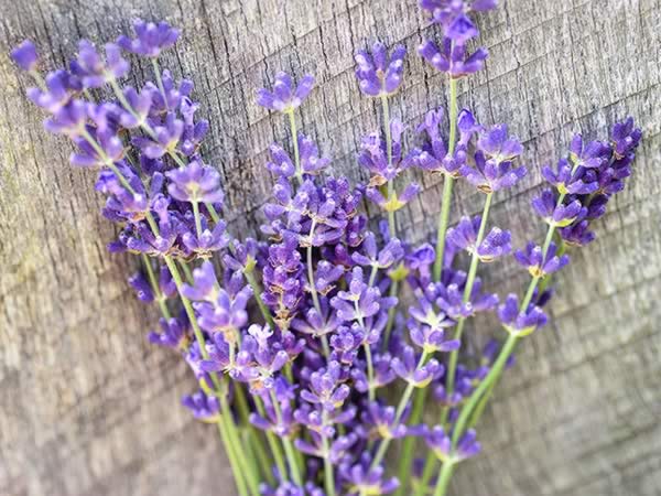 Medicinal Herbs - lavender