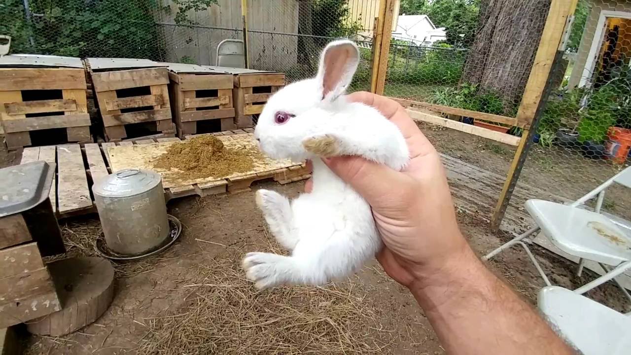 Rabbits For Food Review