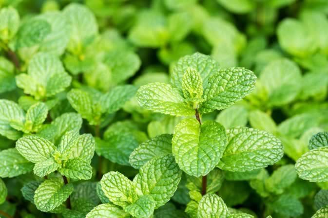 Medicinal Herbs - peppermint