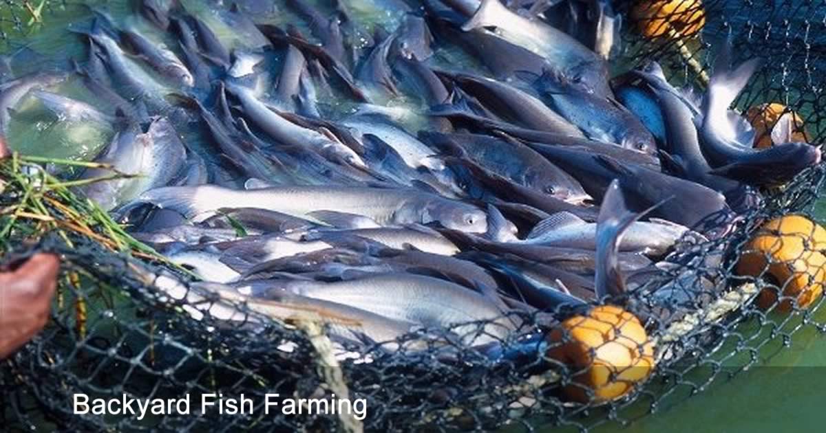 Raising Fish for Food: Backyard Fish Farming for Survival