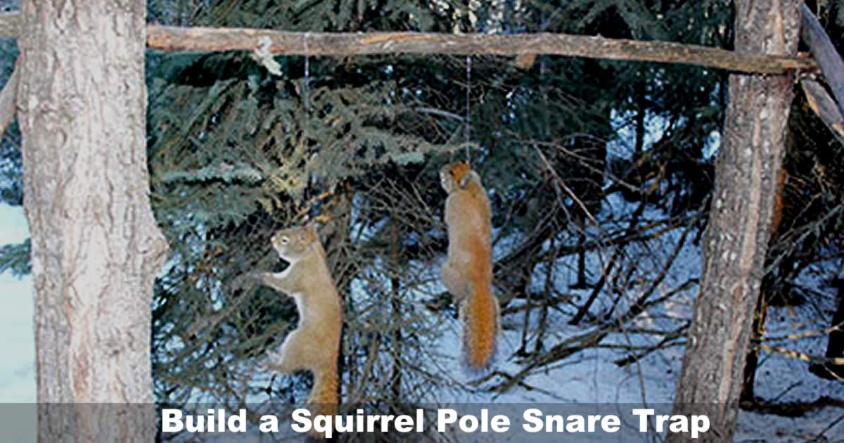 How to Build a Squirrel Pole Snare Trap