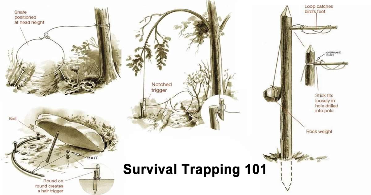 Survival traps buillt to catch small game in a survival situation.