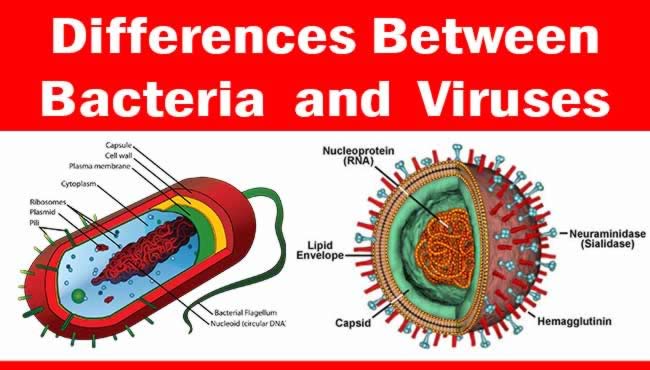 Survival Antibiotics - Fish Antibiotics for Humans