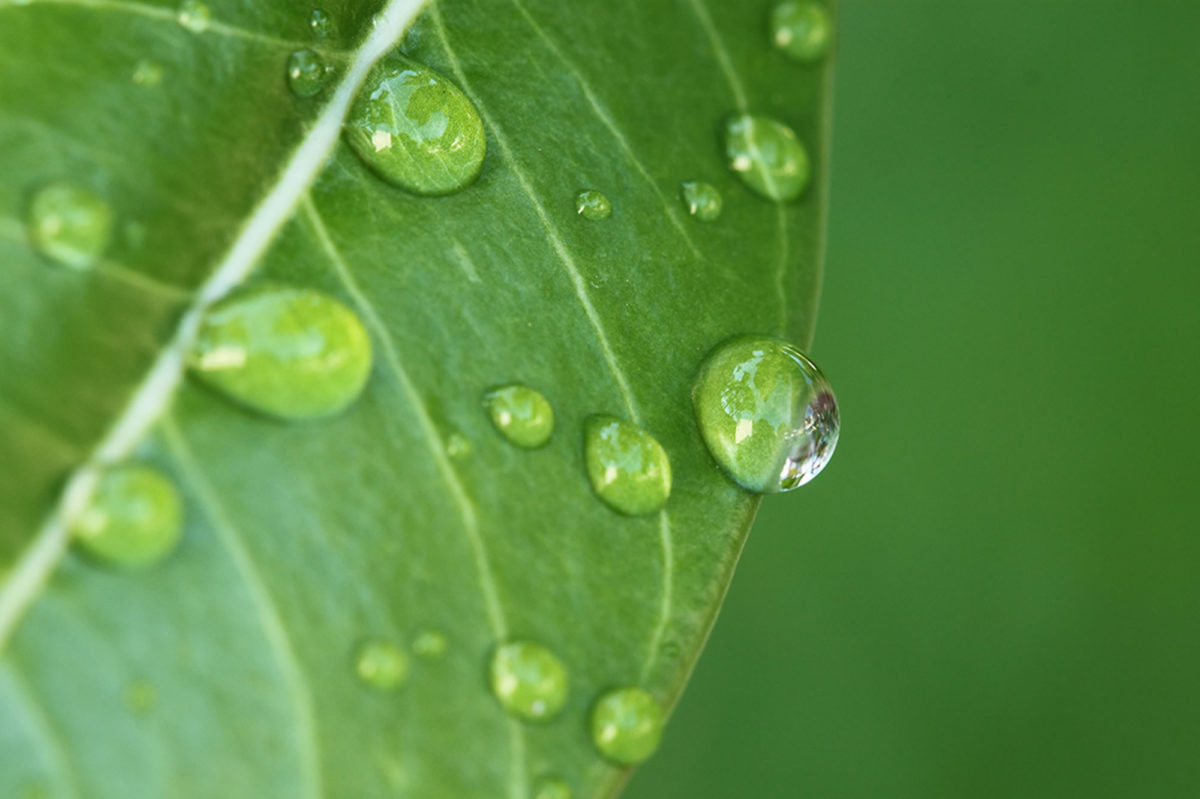 Finding water outdoors in a survival situation