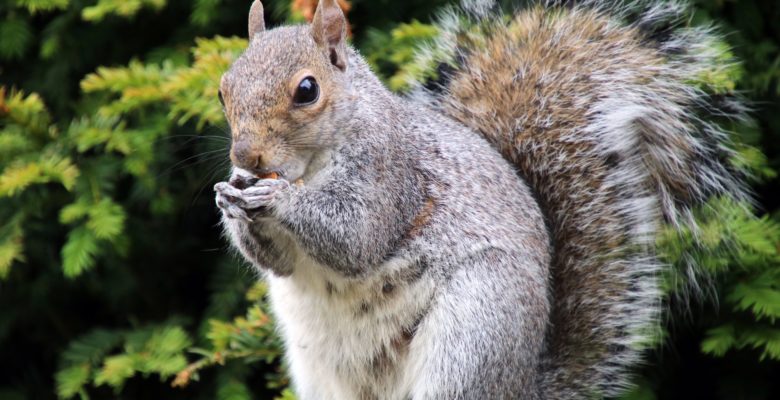 Eastern Grey Squirrel