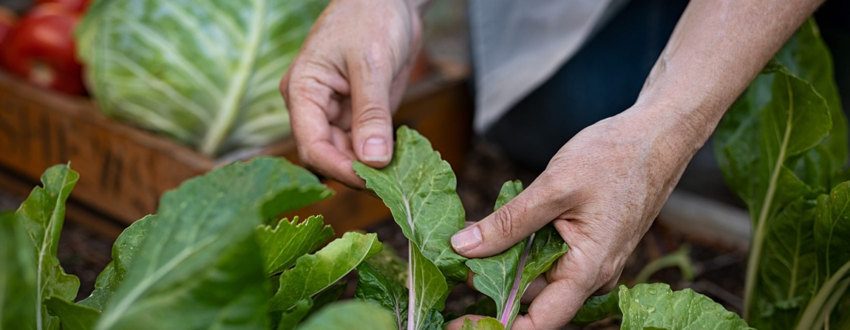 Farmer hands taking care of plant leaf