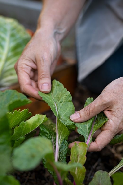 Farmer hands taking care of plant leaf