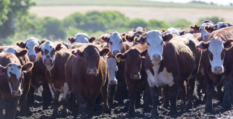 Group of cows in intensive livestock farm land, Uruguay