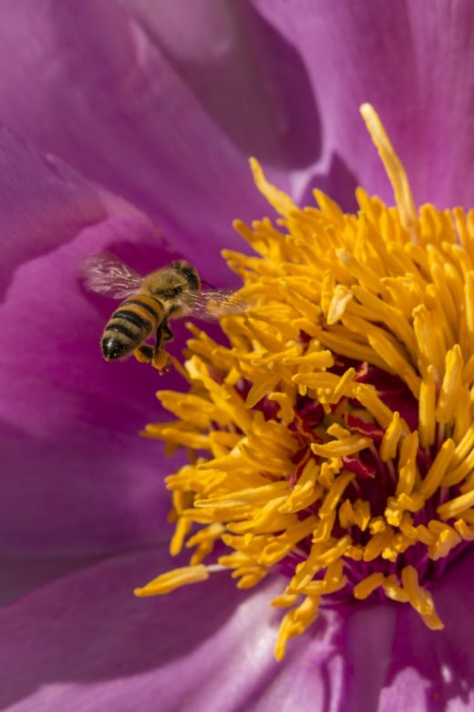 Honey bee on paeony flower