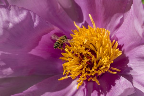 Honey bee on paeony flower