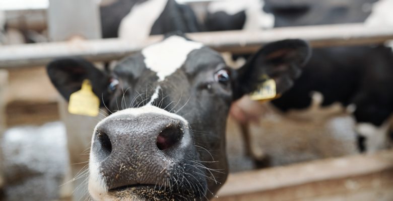 Nose and muzzle of young milk cow looking at you out of fence of cowshed