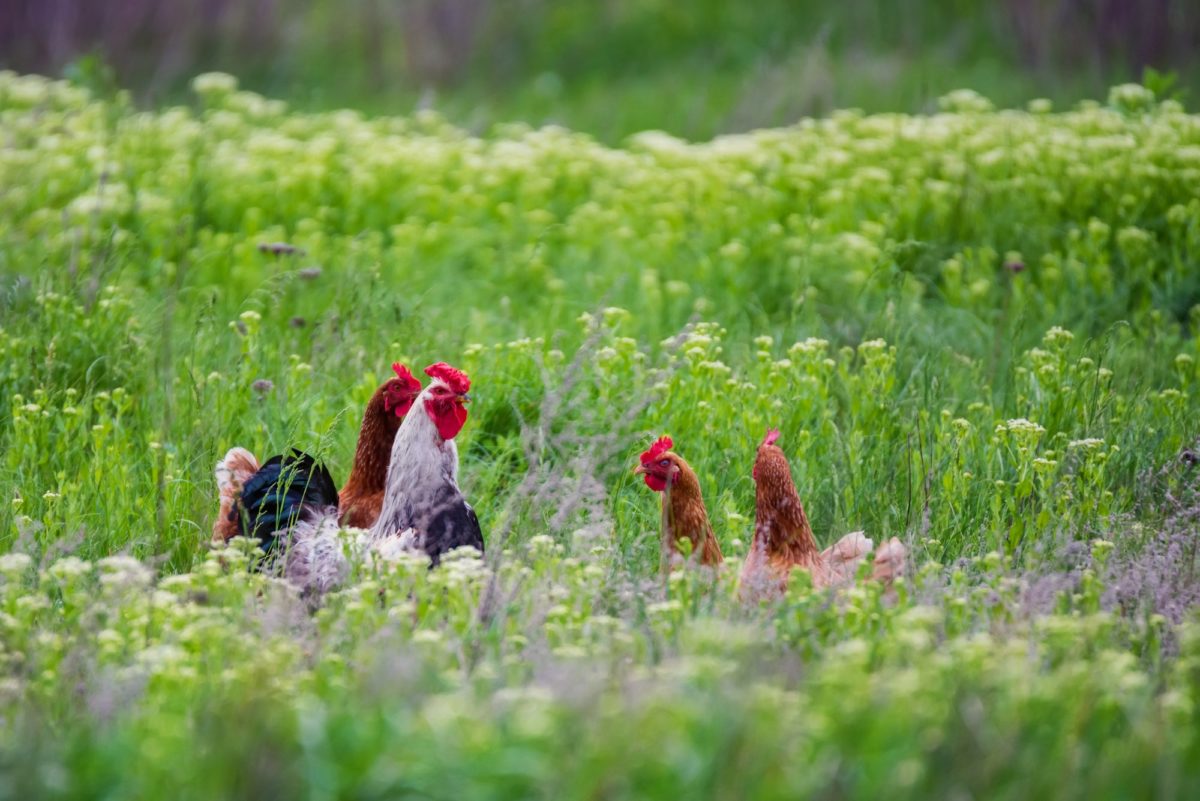 Rooster and hickens walking in green field