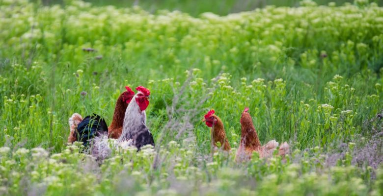 Rooster and hickens walking in green field